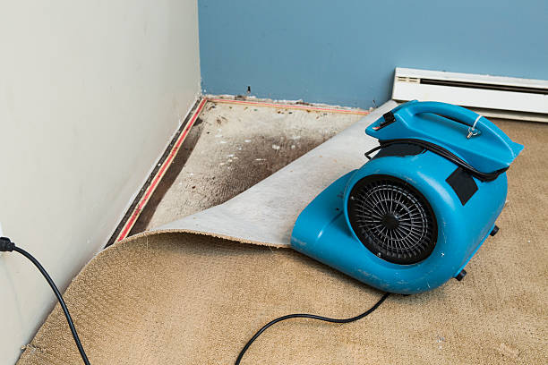 Best Water damage cleanup near me  in Paola, KS